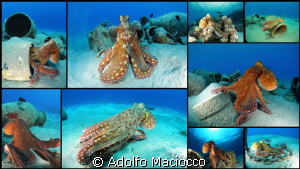 Master of Camouflage
 by Adolfo Maciocco 
